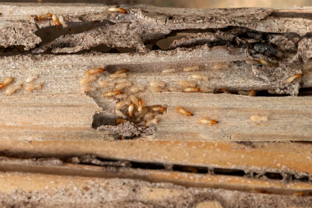 Best Wildlife Control Services  in Wtmore Village, HI